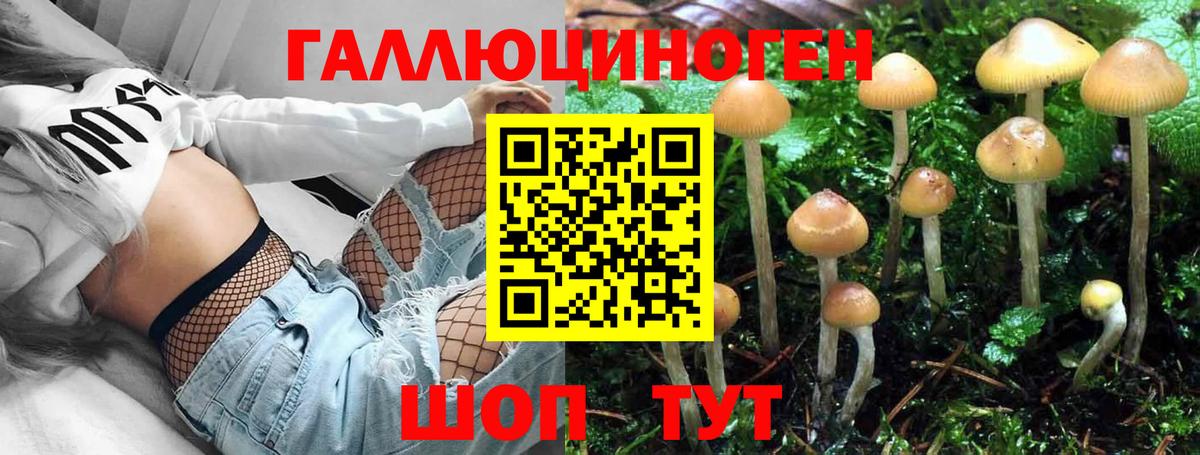 Галлюциногенные грибы Psilocybe Кувандык
